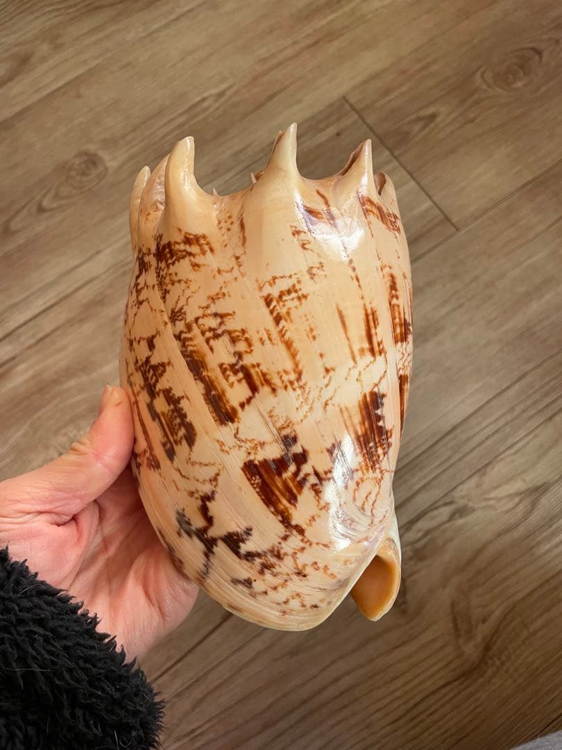 貝殻　標本　ミヒカリコウロギ