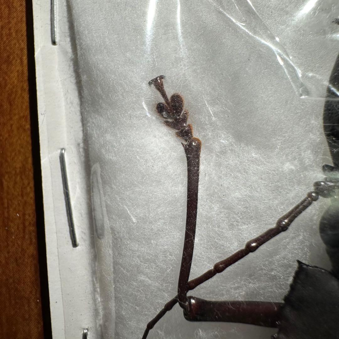 カストロオオキバウスバカミキリ　85mm