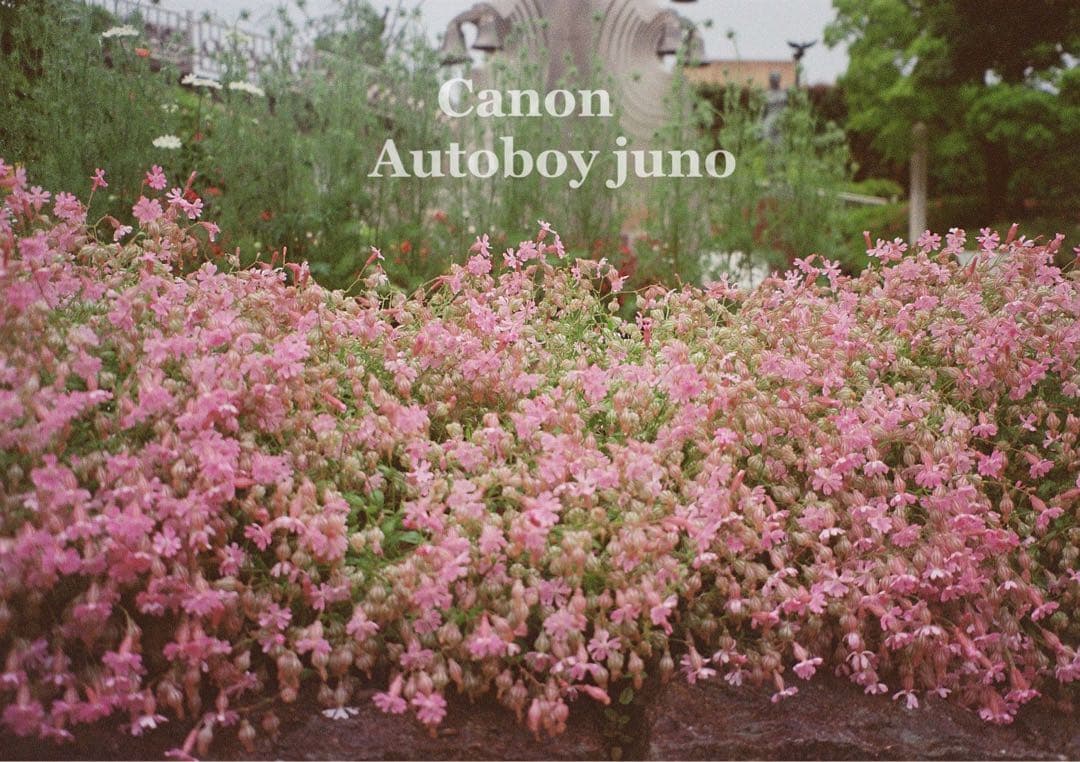 ★完動品・美品・初期保証付★canon autoboy juno ★フィルム入門