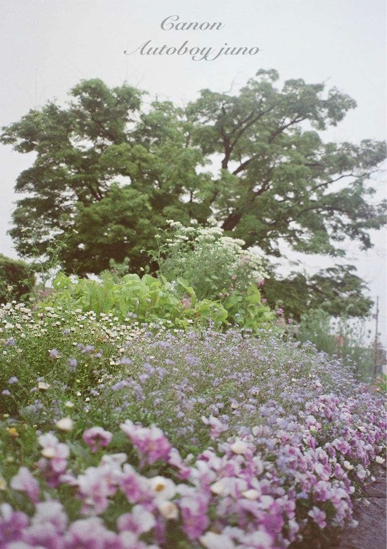 ★完動品・美品・初期保証付★canon autoboy juno ★フィルム入門