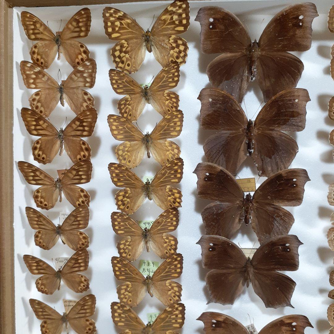 蝶標本　シロチョウ、ヒカゲチョウ類ほか20種156頭、大型ドイツ標本箱二箱入り