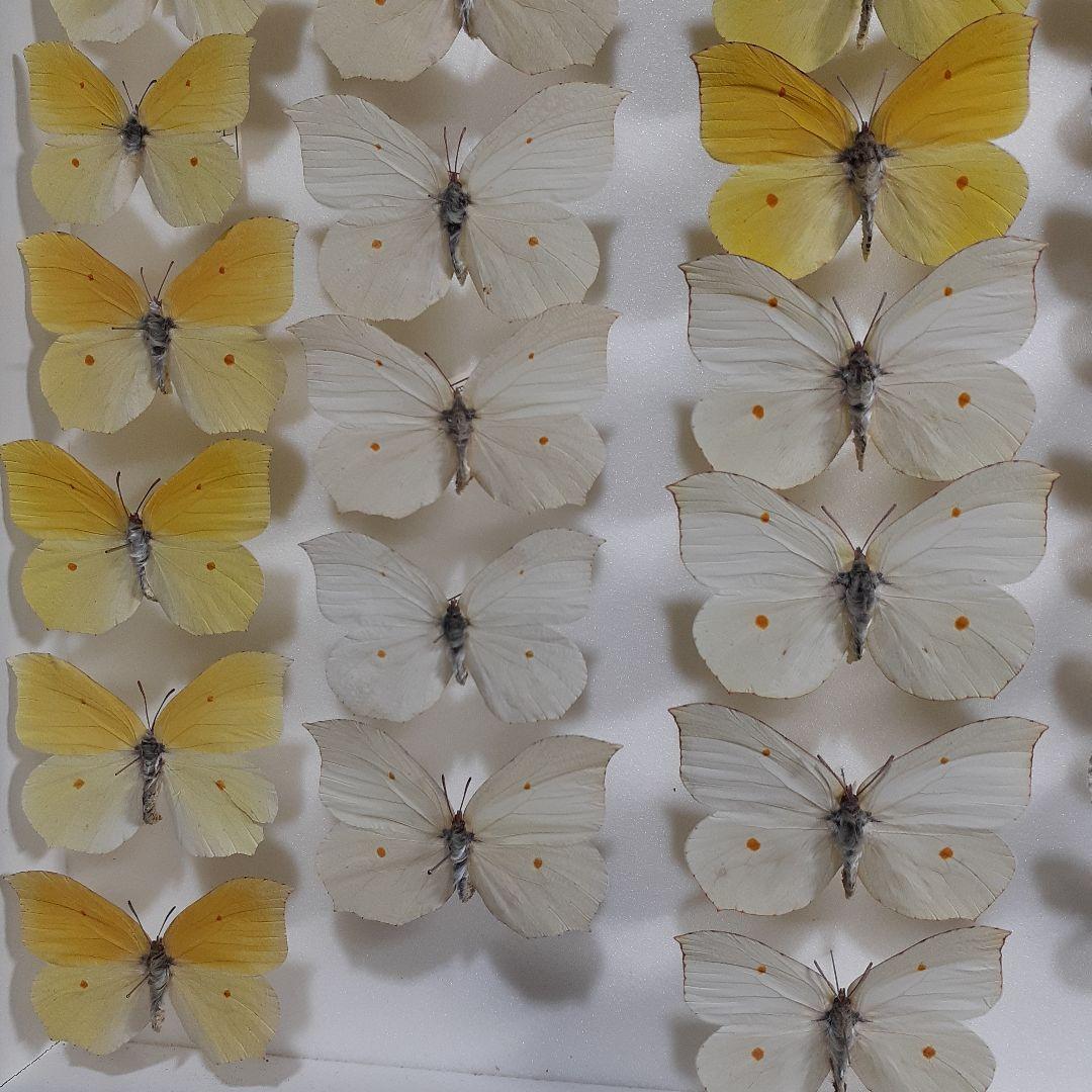 蝶標本　シロチョウ、ヒカゲチョウ類ほか20種156頭、大型ドイツ標本箱二箱入り