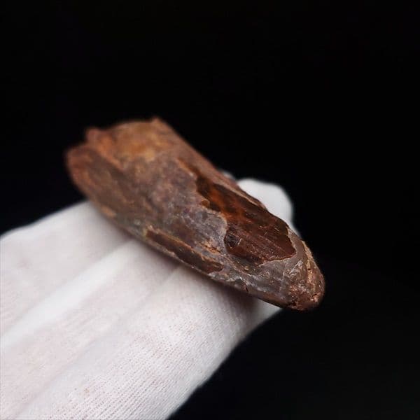 スピノサウルス 本物 モロッコ産 59.44mm sp480