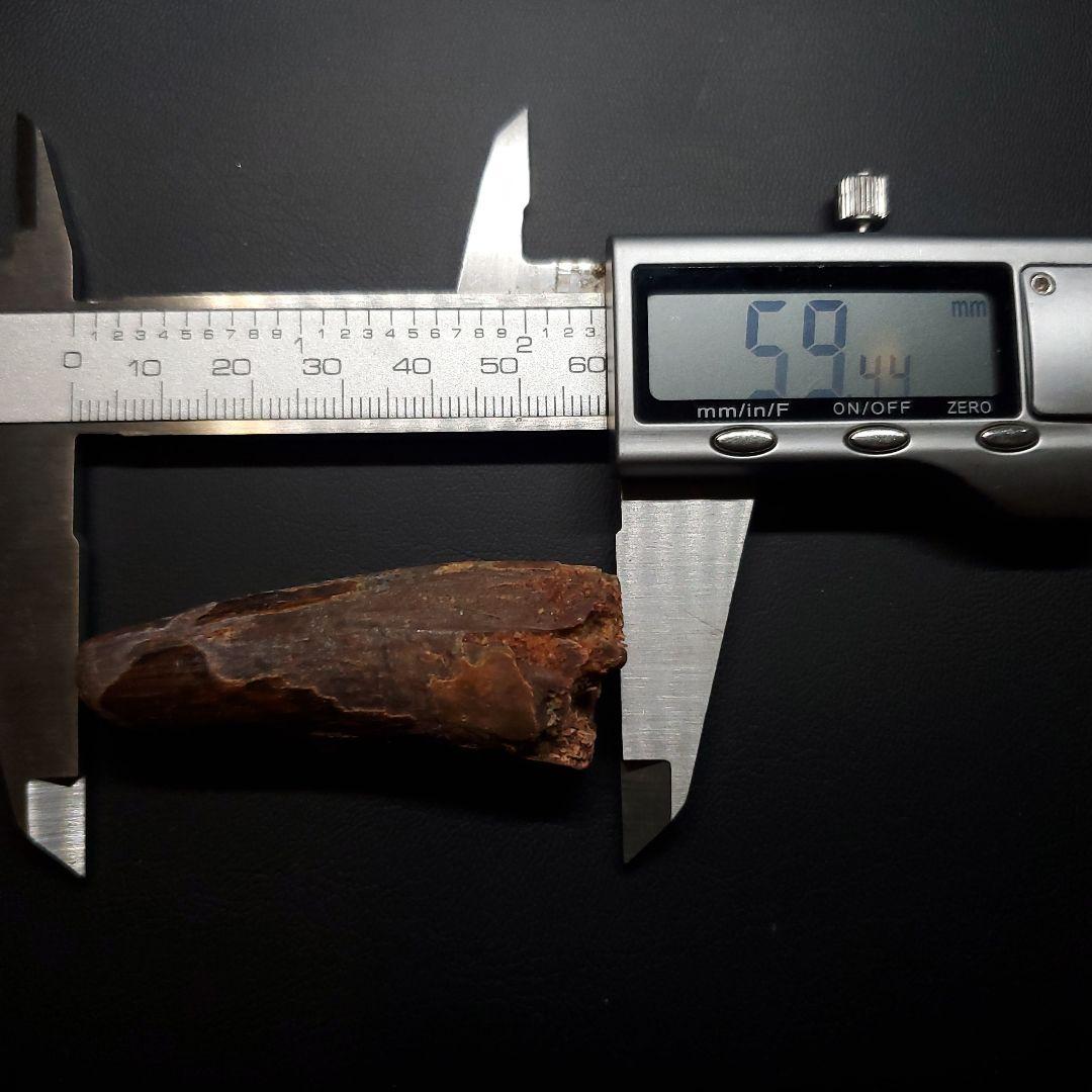 スピノサウルス 本物 モロッコ産 59.44mm sp480