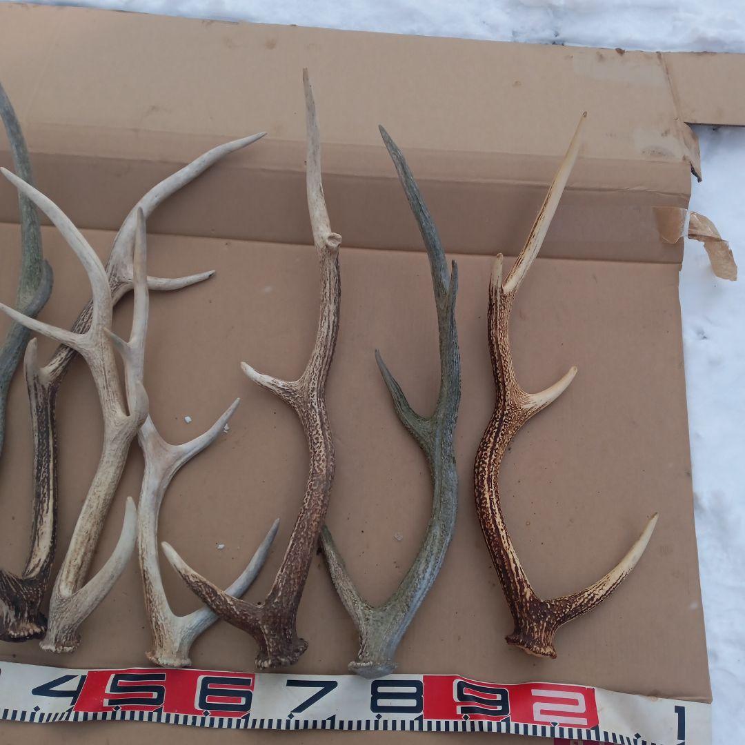 S*i様 天然蝦夷鹿の角、犬用おもちゃ 工芸品などに ５番