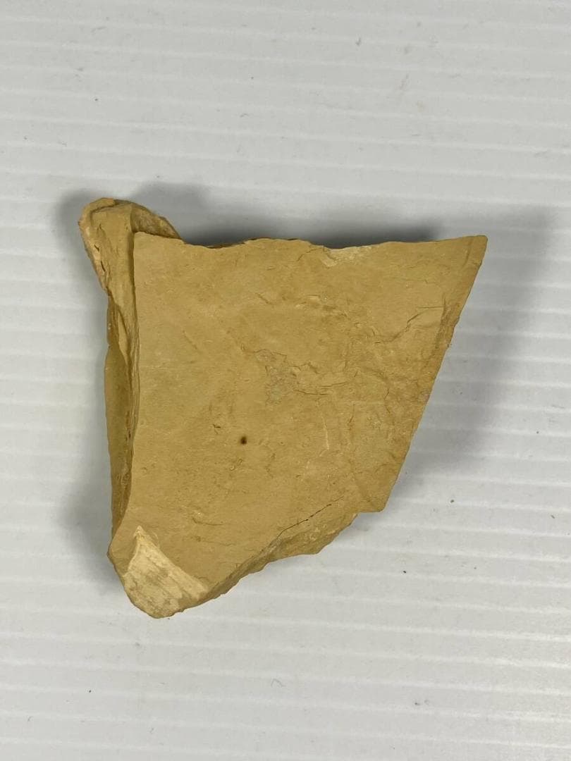 2007年初記載の超レア化石 Guangweicaris spinatus