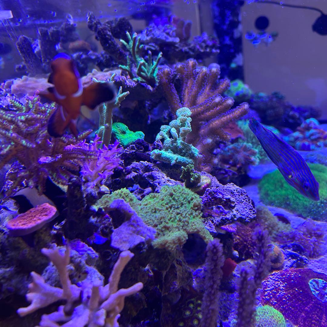 【★】フラグセット　ライブロック