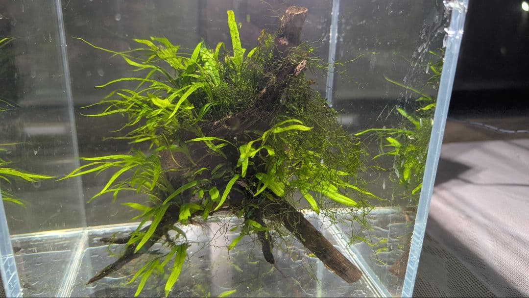 ミクロソリウムトライデントリーフ60葉以上が自然活着した2本組のブランチ流木