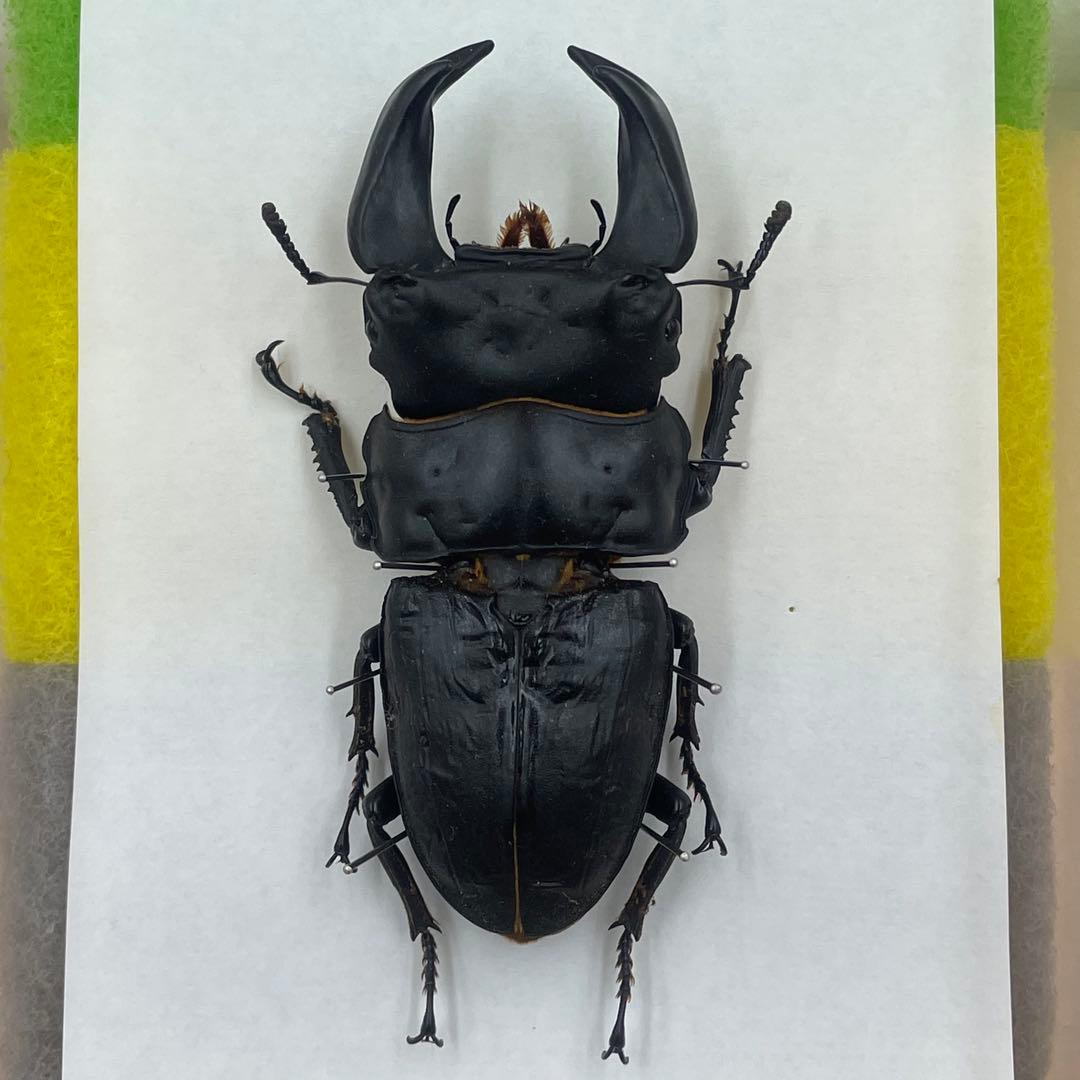 ✴︎ オオクワガタ　ポペイ　最強個体 顎幅7.7㎜　✴︎