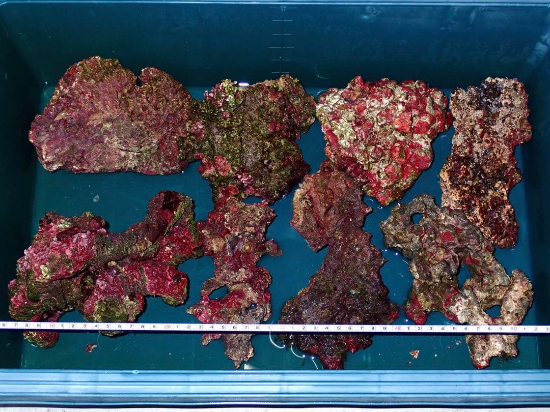 ライブロック　約5.5kg