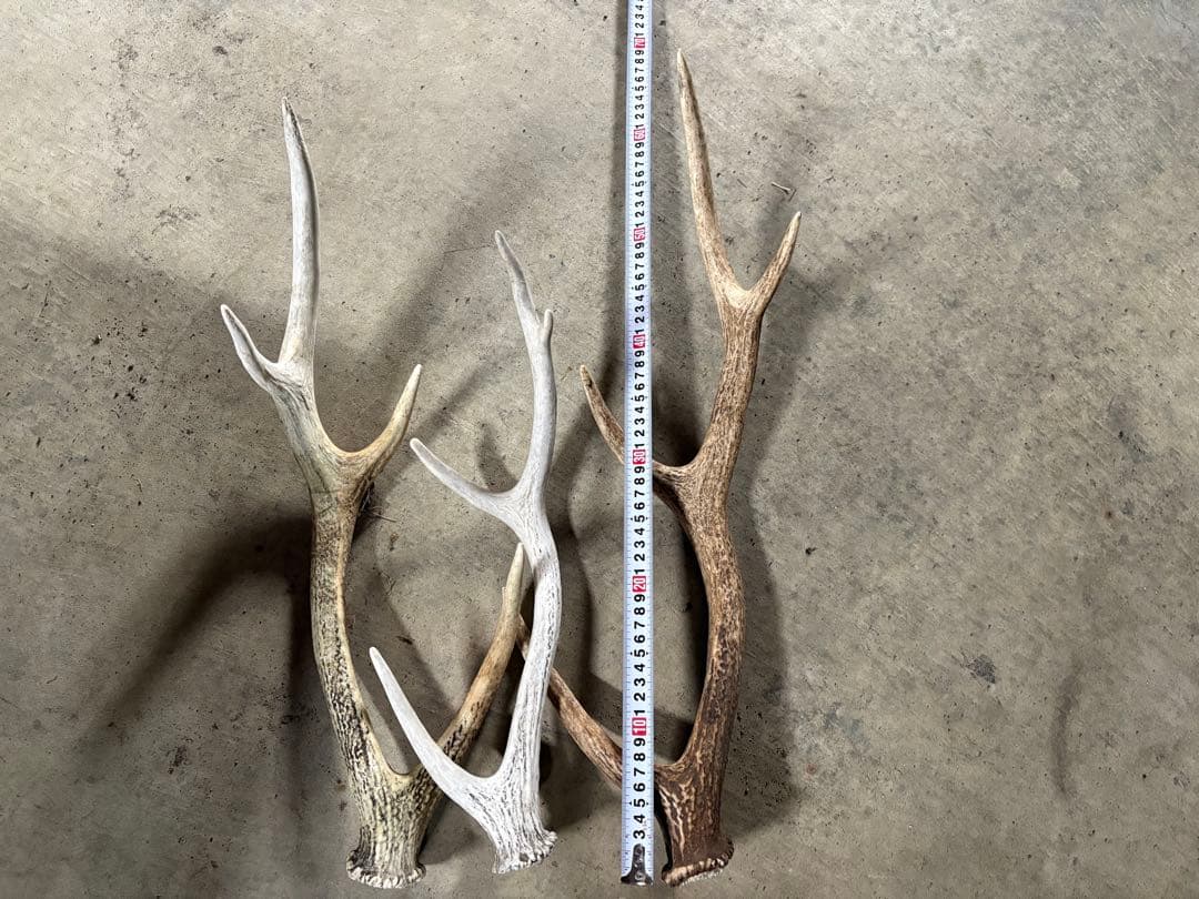 No.2 鹿の角　蝦夷鹿の角　シカツノ　まとめ売り　16本