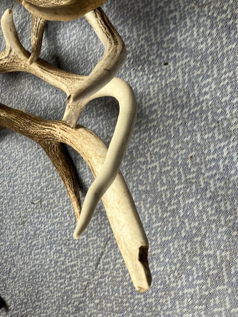 鹿の角 複数セット 自然な形状
