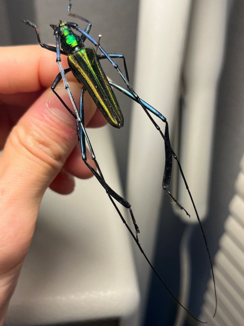 【40mm】アオカミキリの仲間 Chloridolum klaesii？ 標本