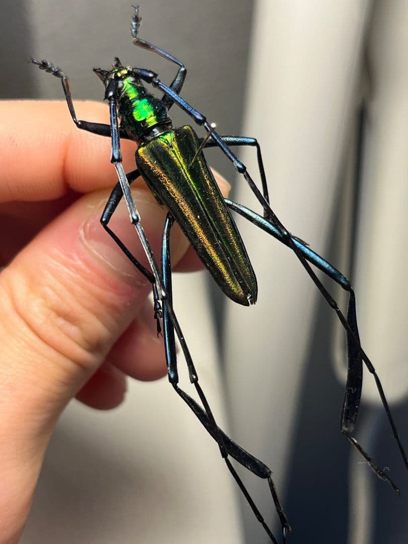 【40mm】アオカミキリの仲間 Chloridolum klaesii？ 標本