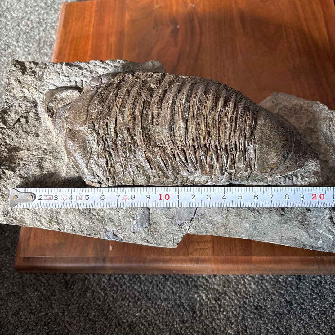 三葉虫化石