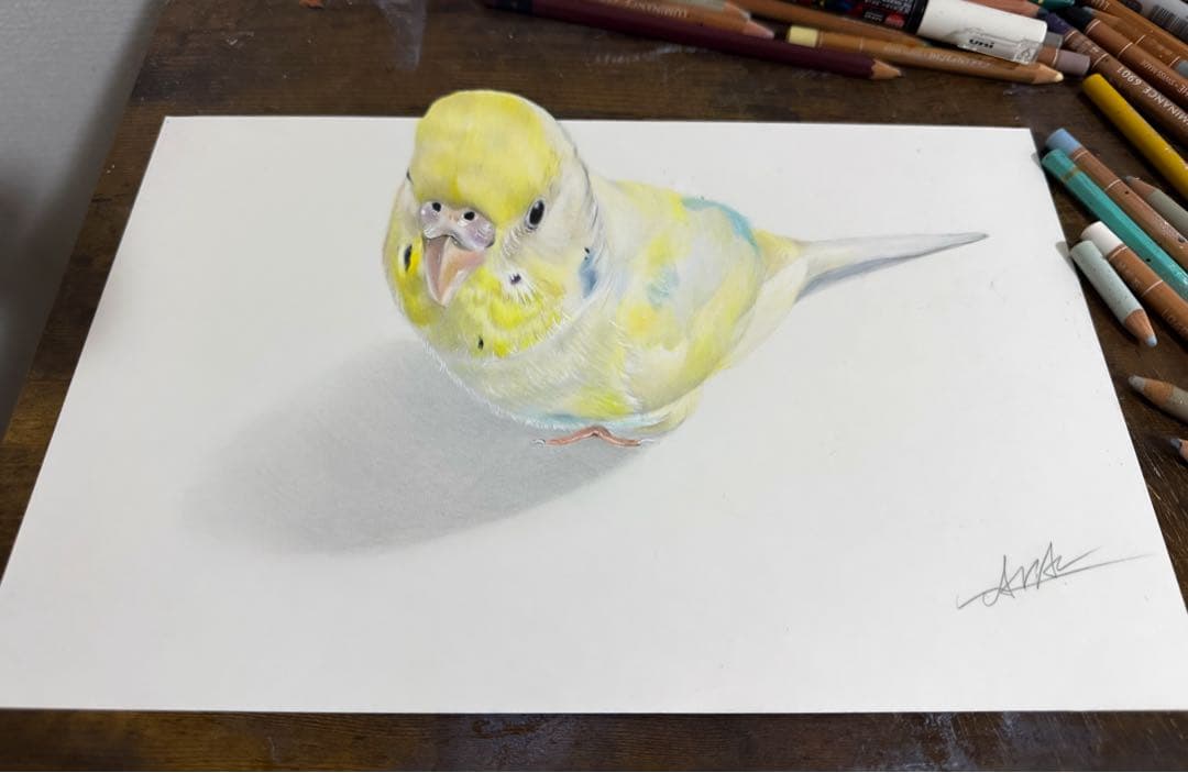 色鉛筆画 インコ(原画)