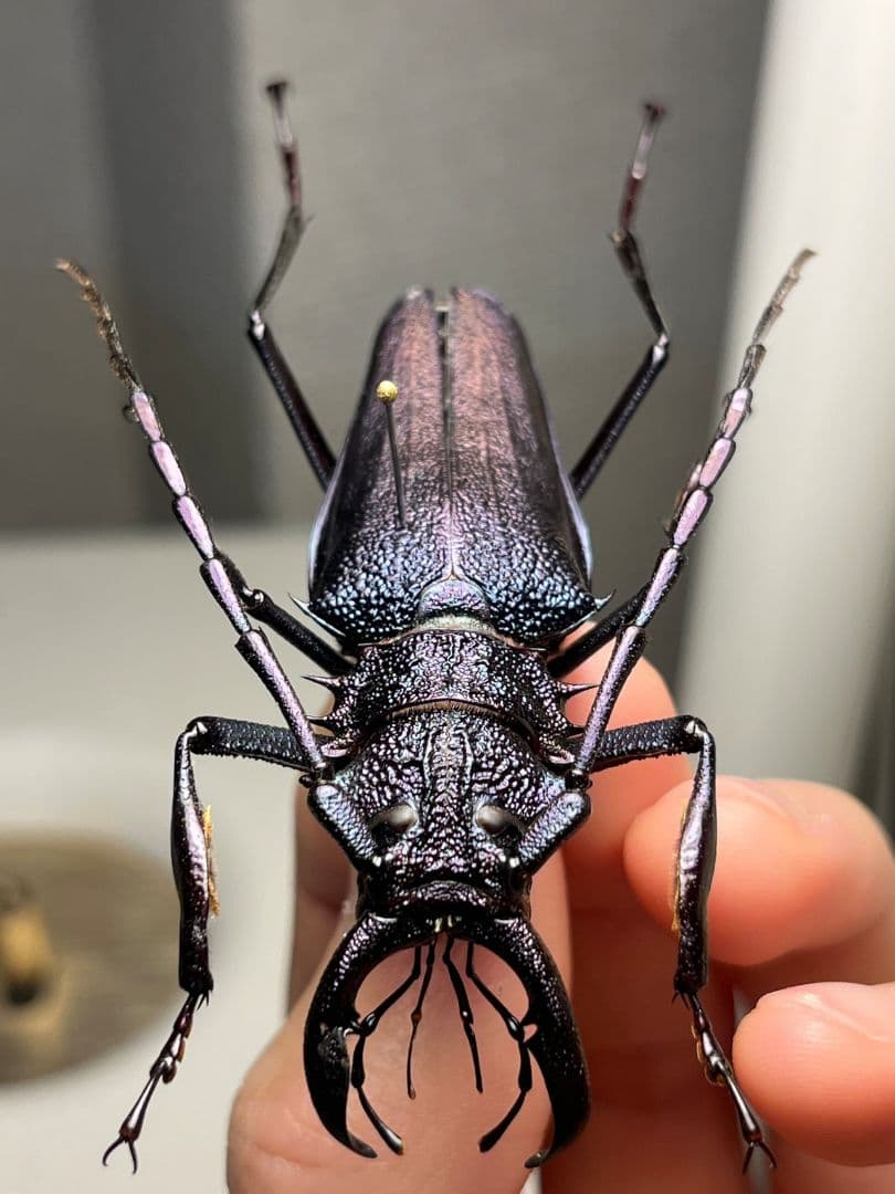 【濃紺】ツヤケシオニノコギリカミキリ ムラサキオニノコギリカミキリ キンオニ標本