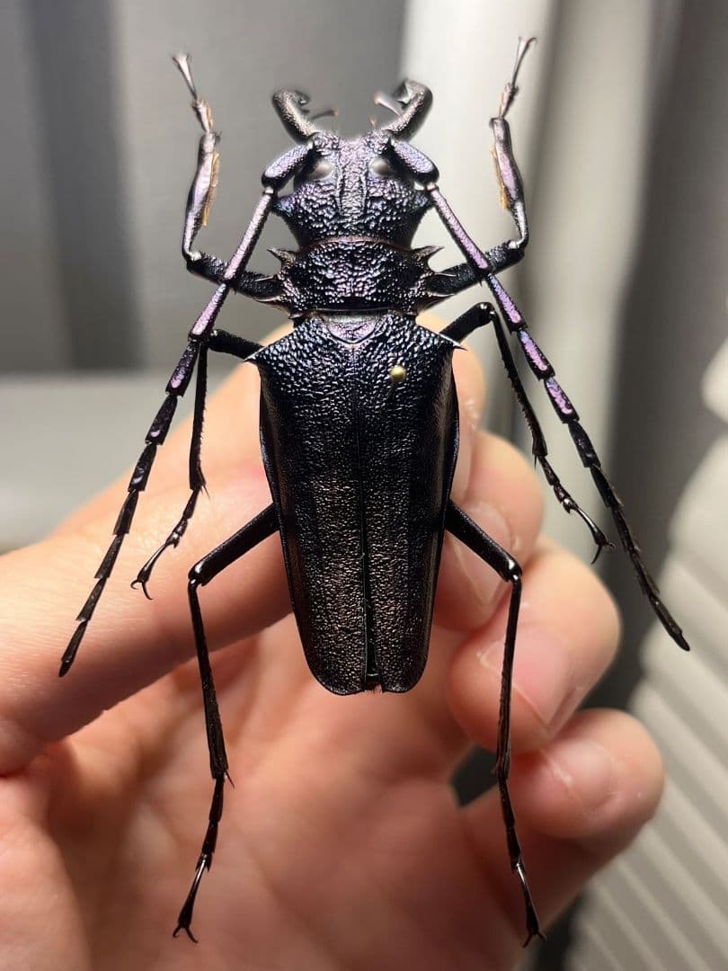 【濃紺】ツヤケシオニノコギリカミキリ ムラサキオニノコギリカミキリ キンオニ標本