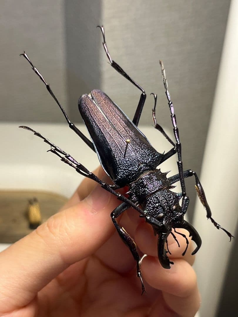 【濃紺】ツヤケシオニノコギリカミキリ ムラサキオニノコギリカミキリ キンオニ標本