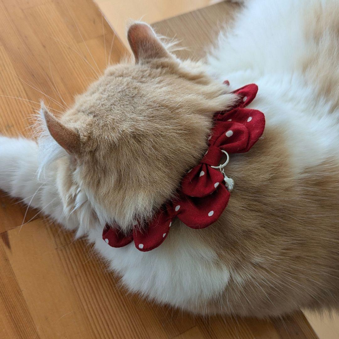 ♡にゃんこのザビエル首輪♡女の子カラー