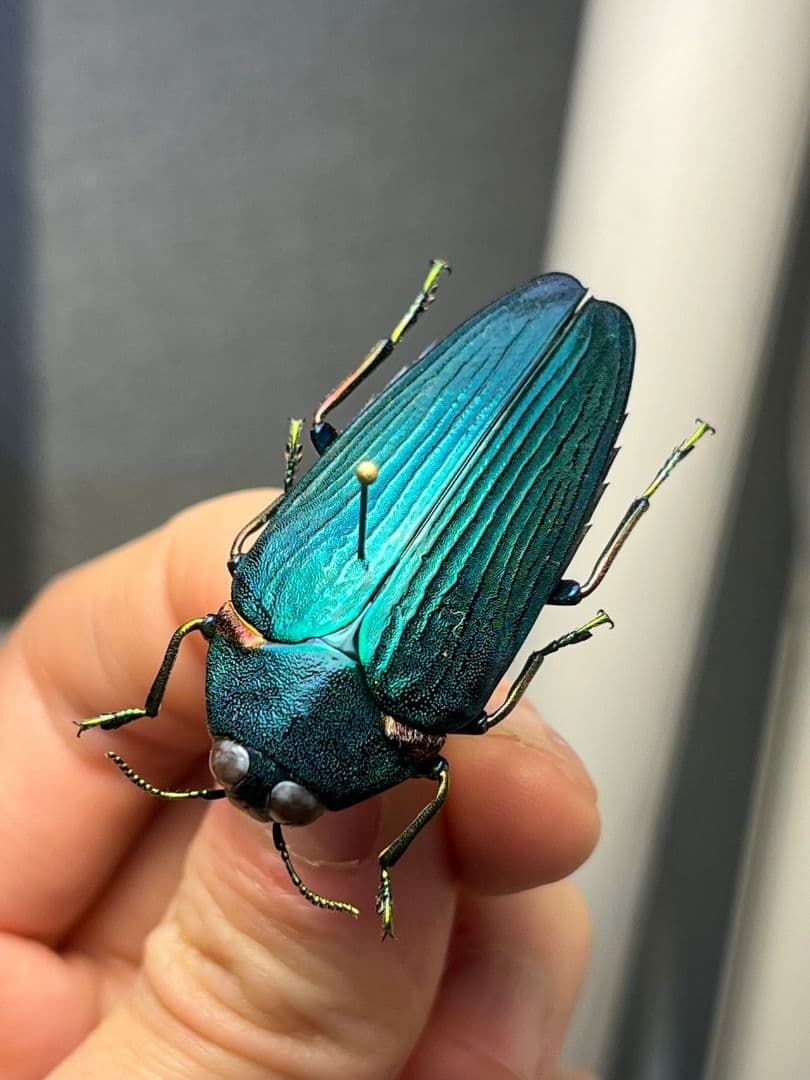 【極美碧】レスプレンデンスオウサマカドアカタマムシ 昆虫標本 スハンダエ