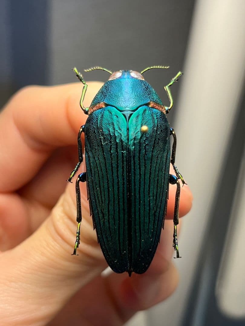 【極美碧】レスプレンデンスオウサマカドアカタマムシ 昆虫標本 スハンダエ