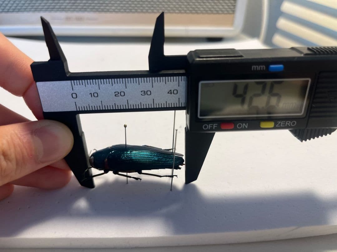 【極美碧】レスプレンデンスオウサマカドアカタマムシ 昆虫標本 スハンダエ