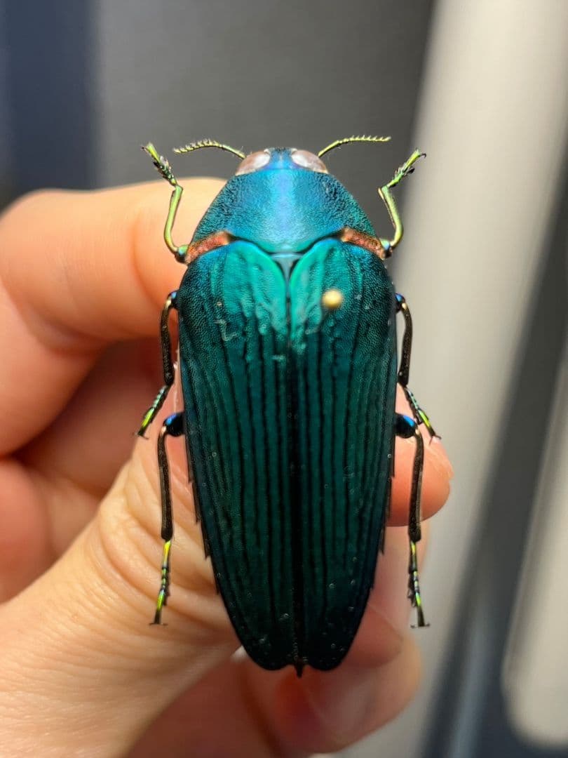 【極美碧】レスプレンデンスオウサマカドアカタマムシ 昆虫標本 スハンダエ