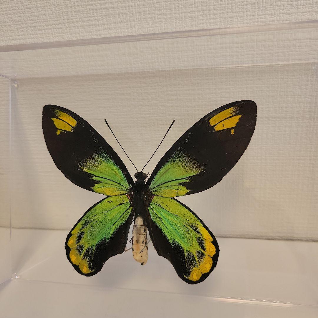 蝶の標本　トリバネチョウの世界(珍珍)
