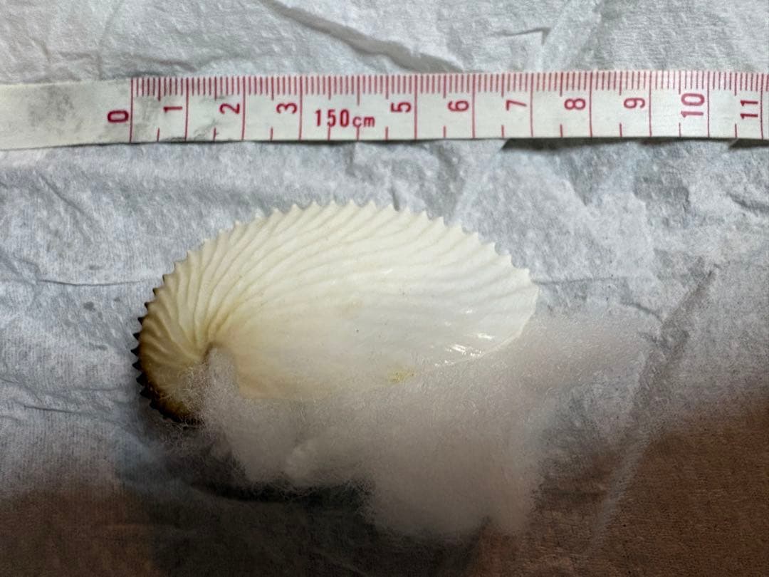 アオイガイ　8個セット