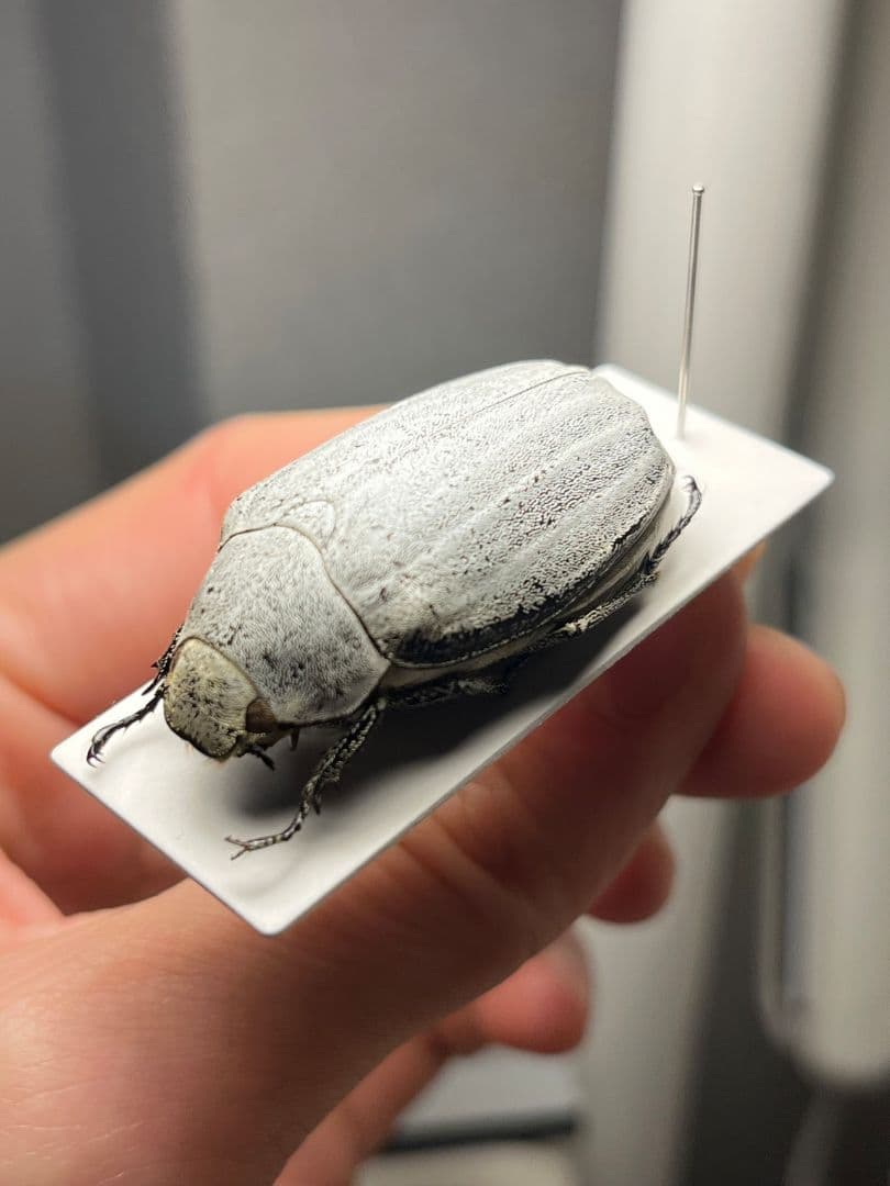 【38mm】マッシロコガネ Cyphochi昆虫標本 プラチナコガネ