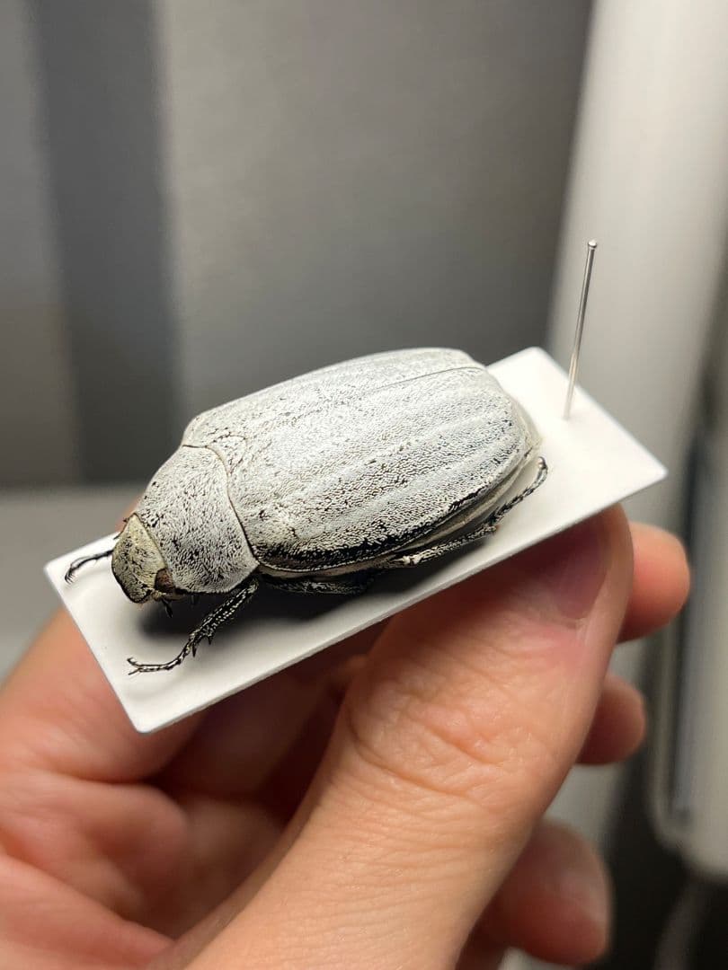 【38mm】マッシロコガネ Cyphochi昆虫標本 プラチナコガネ