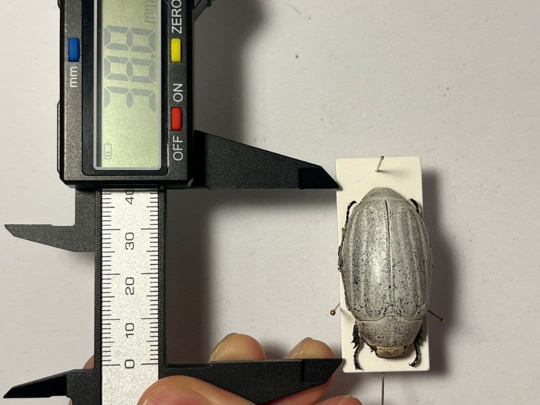 【38mm】マッシロコガネ Cyphochi昆虫標本 プラチナコガネ