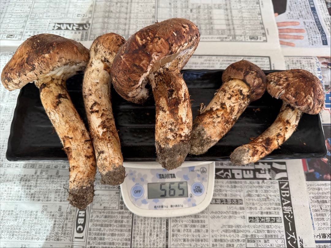 松茸　北海道　500g 訳あり　②