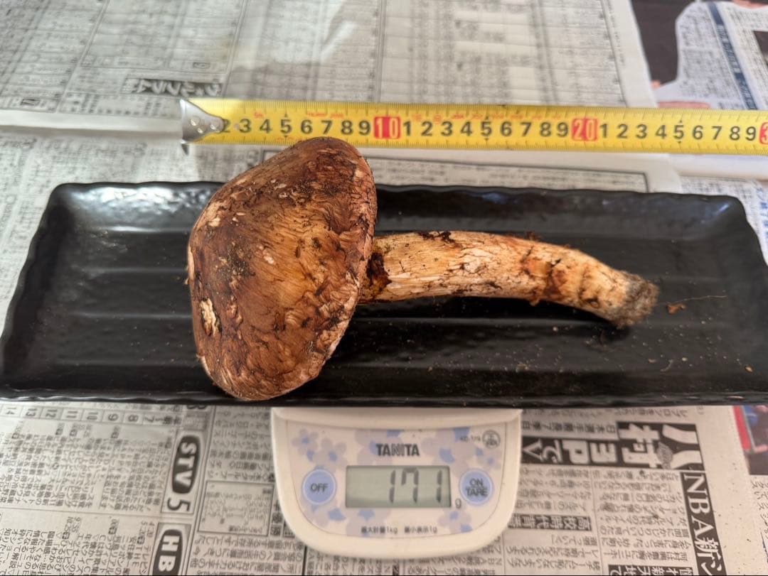 松茸　北海道　500g 訳あり　②