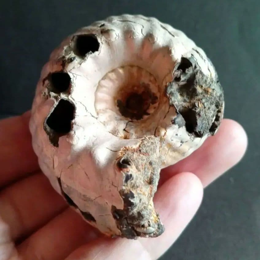 化石　標本　アンモナイト　極厚　希少種