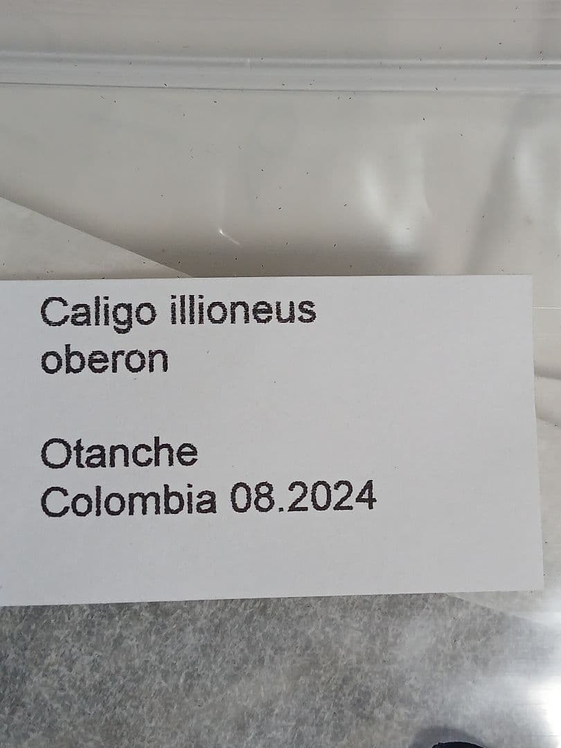 海外産標本｜コロンビア産 フクロウチョウ（猫頭鷹蝶）昆虫標本