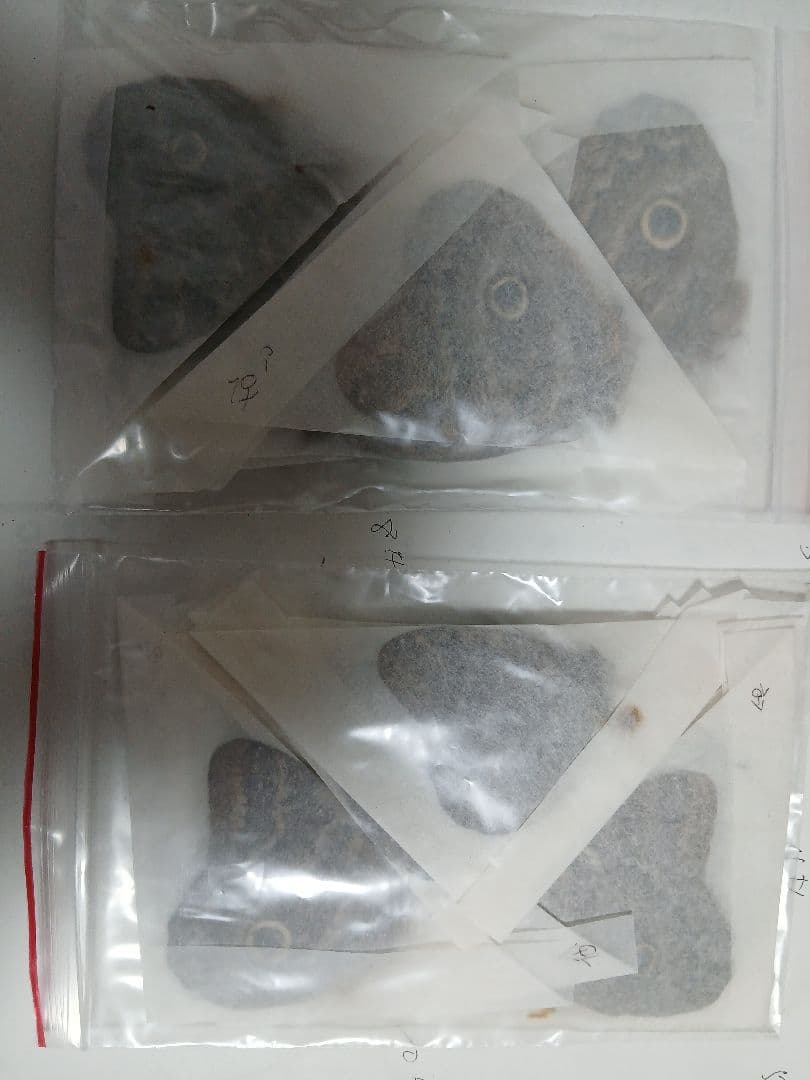 海外産標本｜コロンビア産 フクロウチョウ（猫頭鷹蝶）昆虫標本