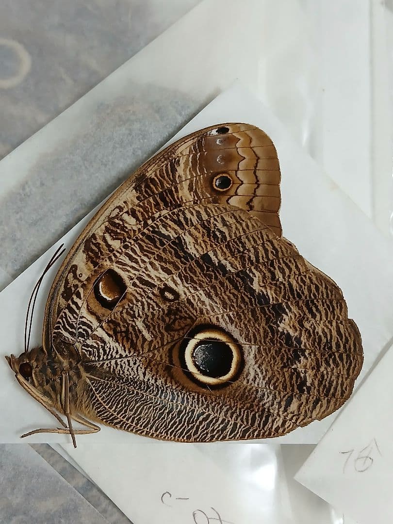 海外産標本｜コロンビア産 フクロウチョウ（猫頭鷹蝶）昆虫標本