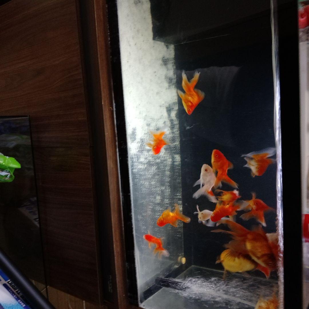 アクリル水槽 大きい 金魚用９０x４５x４５オーバフロー生体付きません
