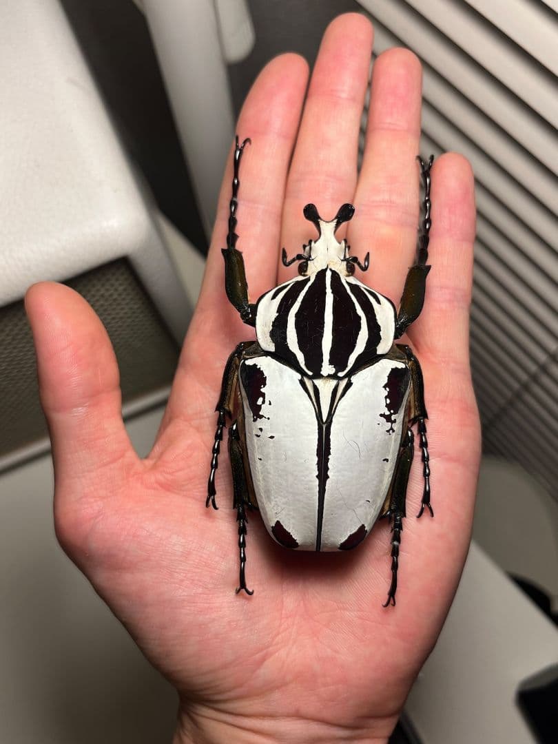 【純白】クアドリマキュラタスゴライアスオオツノハナムグリ　昆虫標本