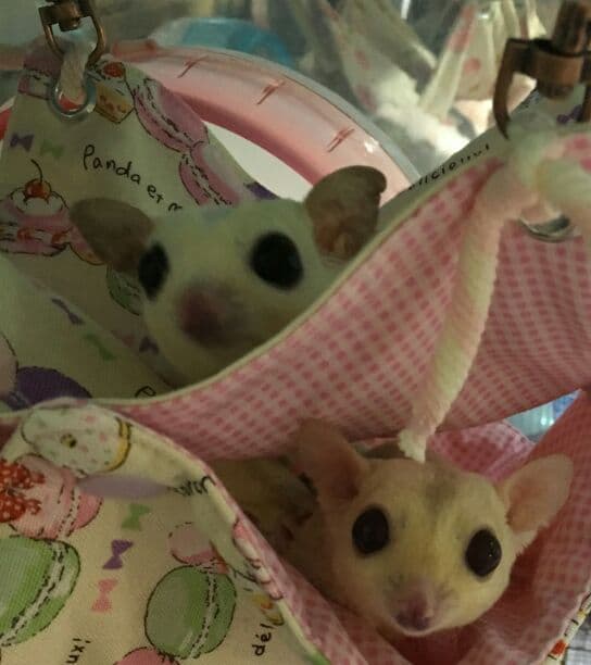 モモンガハウス(花・いちご柄)   春(夏) 秋仕様   1900円