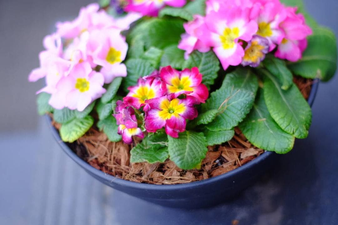 珍しく超美★OLYMPUS オリンパス OM F.ZUIKO 50mm F1.8