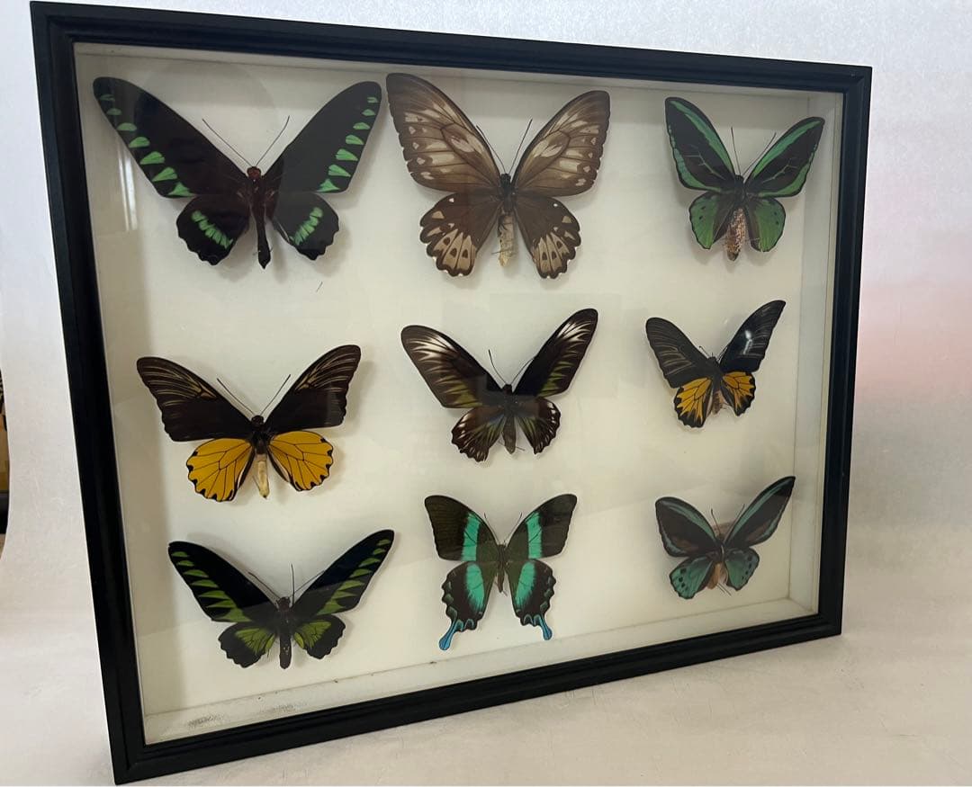 蝶標本木箱現状品のみ写真がご確認してくださいドイツケース約50x50x6cm