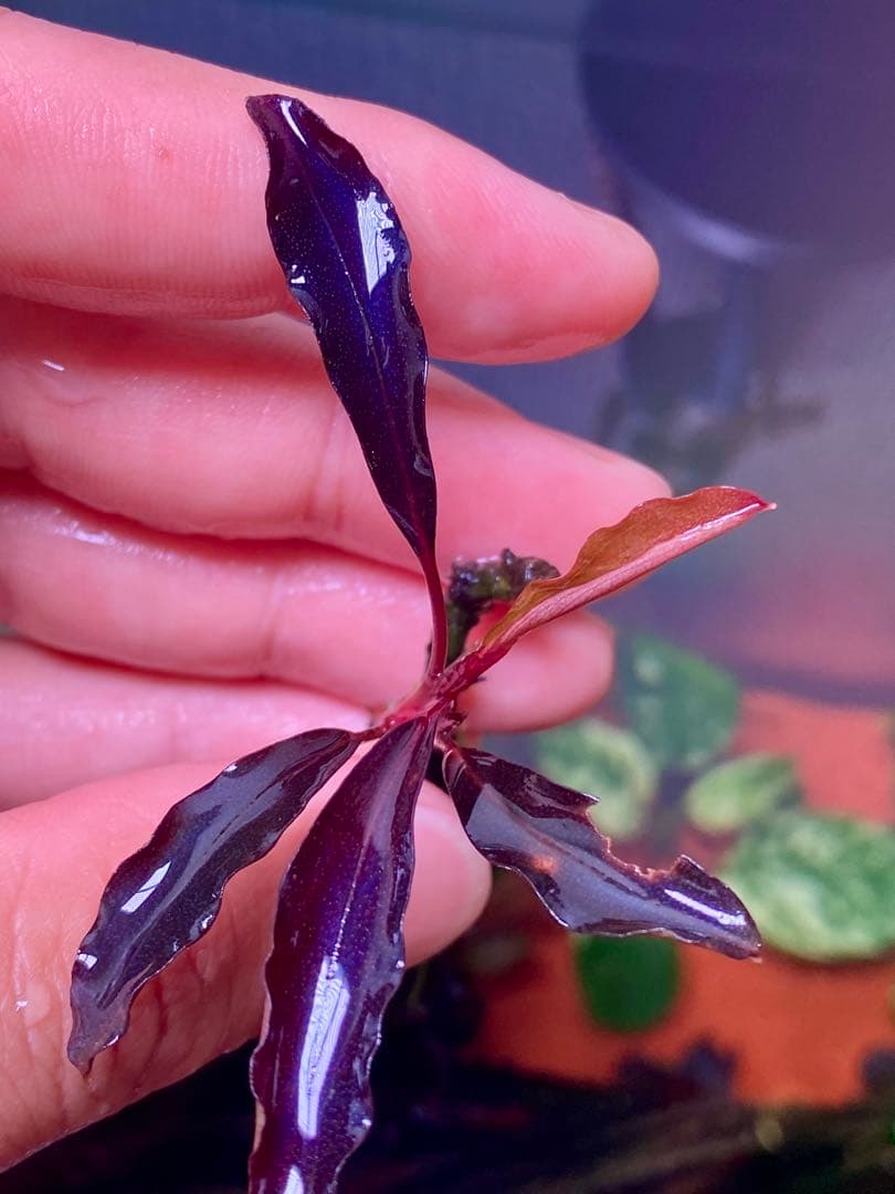 ブセファランドラspゴーストカリマンタン　3株