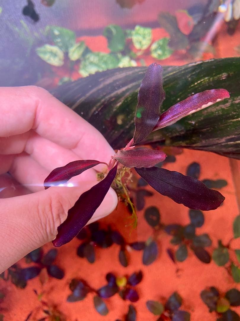 ブセファランドラspゴーストカリマンタン　3株