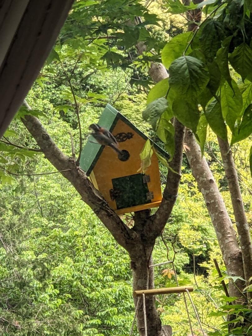 鳥の巣箱写真