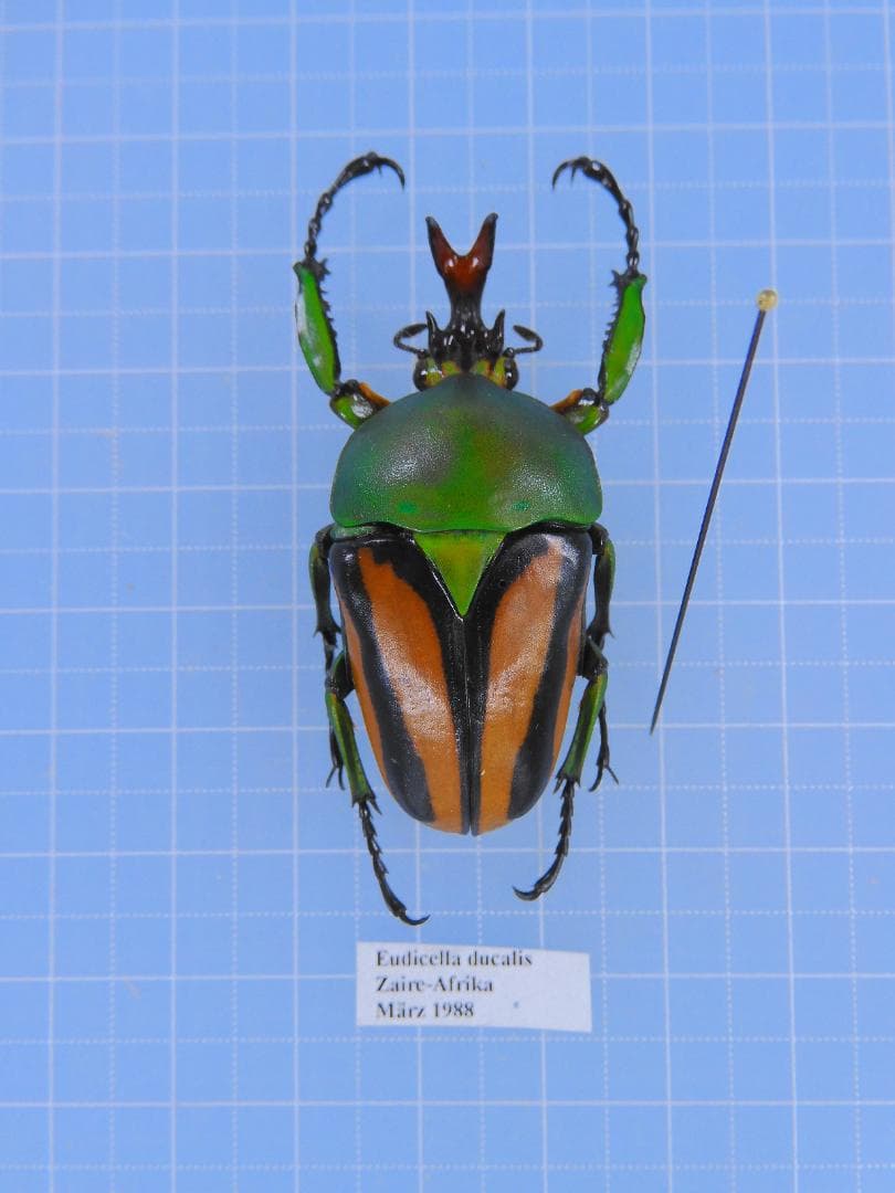 デュカリスサスマタカナブン　45mm