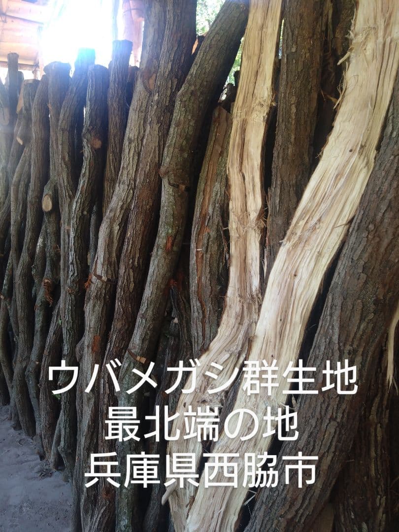 備長炭 丸物２０キロ