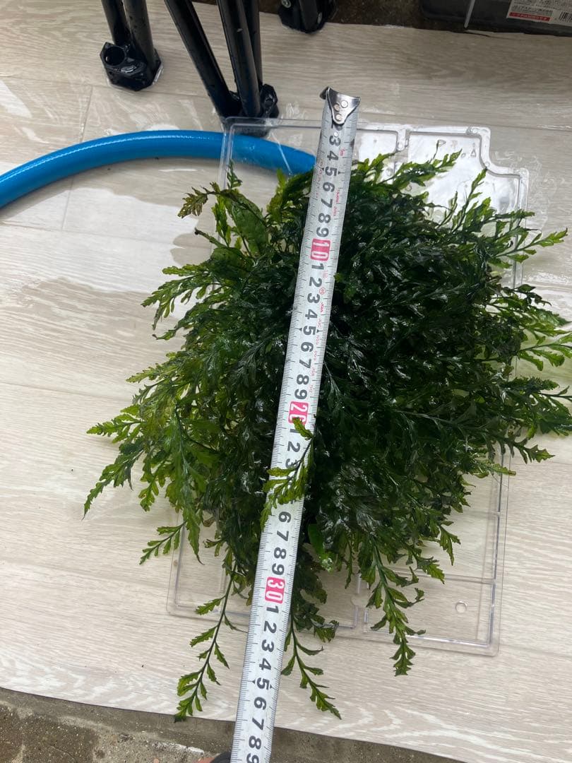 水草 ボルビティス